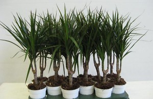 Разнообразие видов драцены