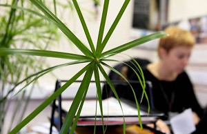 Лучшие растения для офиса