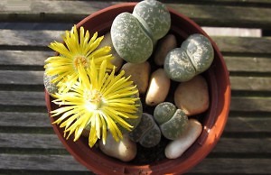 Цветущие камни – необычное комнатное растение