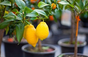 Особенности ухода за цитрусовыми зимой