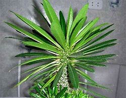 Пахиподиум – экзотическая пальма в вашем доме