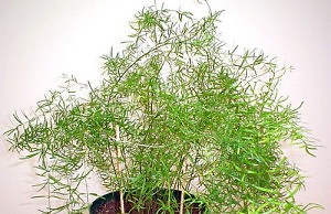 Спаржа – не только еда, но еще и домашнее растение