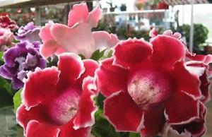 Скоро начнут работу цветочные ярмарки