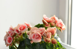 Бегония – любимое комнатное растение