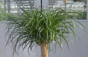 Бокарнея – американский экзот в вашем доме