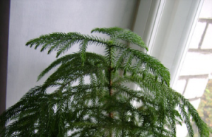 Хвоя в горшке – это реально