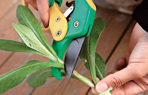 Как размножать комнатные растения?