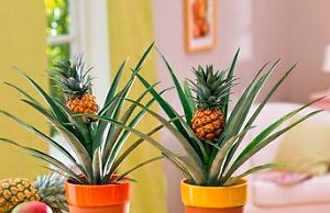 Какой ананас вырастить дома?