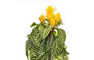 Красивый и аккуратный цветок для спальни