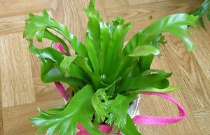 Удивительный комнатный цветок, модный 200 лет назад