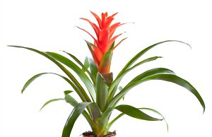 Гусмания – красочное растение с яркими цветками