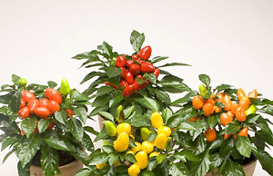 Выращивание декоративного перца