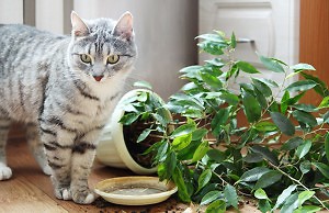 Как уберечь комнатные цветы от животных?