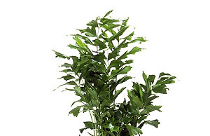 Кариота – красивый комнатный кустарник