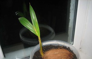 Кокос в домашних условиях