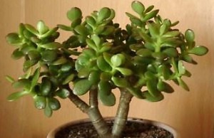 Какую толстянку лучше вырастить?