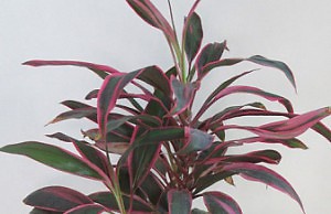 Популярный комнатный и офисный цветок