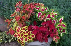 Колеус – комнатная разноцветная крапива