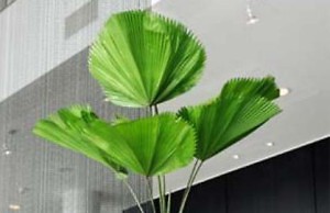 Ликуала – одно из лучших растений для офиса