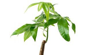 Комнатный каштан удобное растения для вашей спальни