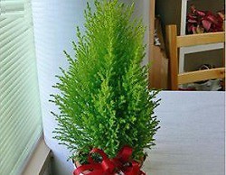 Домашний кипарис – украшение интерьера