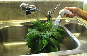 Как очищать комнатные растения от пыли?