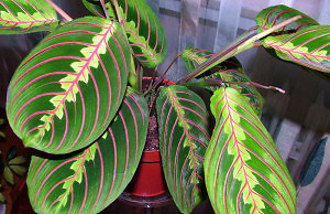 Особенности ухода за марантой