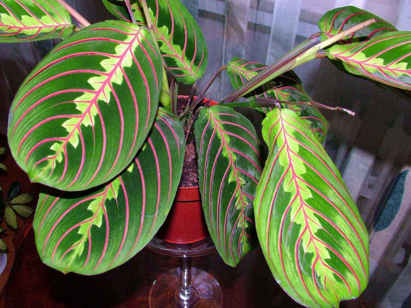 Maranta
