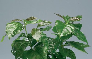 Выращивание кофейного дерева