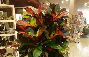 Домашнее растение с разноцветными листьями