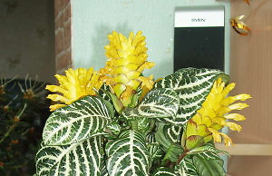 Полукустарник с красивыми листьями