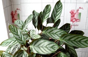 Пестрое растение для кухни