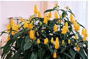 Пахистахис – растение и декоративная свеча