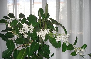 Стефанотис – уникальный кустарник-лиана