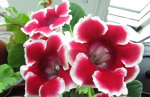 Яркий цветок для вашего дома