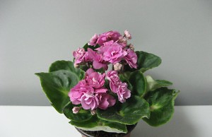 Фиалка – одно из самых популярных домашних растений