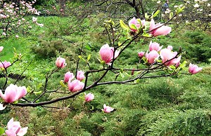 Главные работы в саду весной