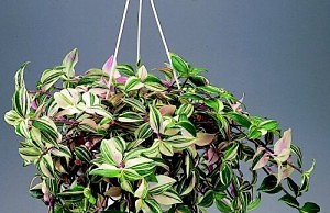 Идеальное растение для подвесного кашпо