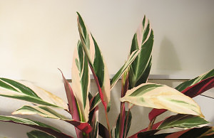 Идеальное растение для современной городской квартиры