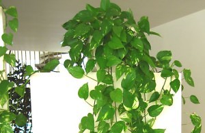 Лучше растения-очистители воздуха в доме