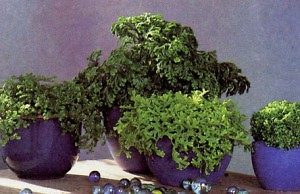 Опрятное растение для вашего дома и сада