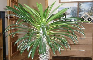 Пахиподиум – экзотическое растение для любителей кактусов