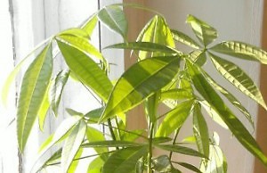 Гвианский каштан – компактное и экзотическое растение для интерьера