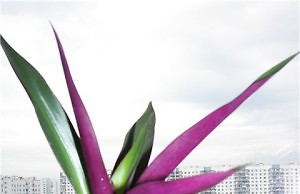 Рео – красивый декоративный цветок