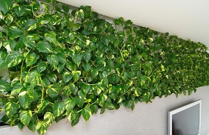 Красивое растение для украшения жилья