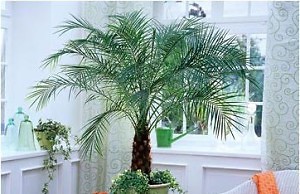 Финиковая пальма — наилучший вариант для выращивания дома