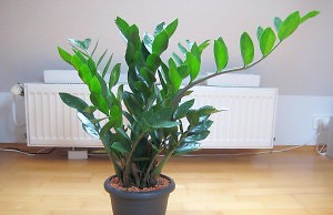 Замиокулькас – еще один очаровательный суккулент