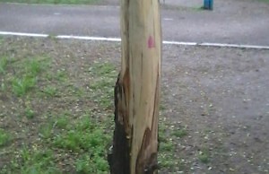 Неизвестный уничтожает деревья в парке