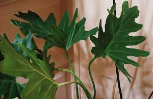 Филодендрон – оригинальное вьющееся растение