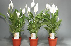 Спатифиллум – декоративная цветущая трава